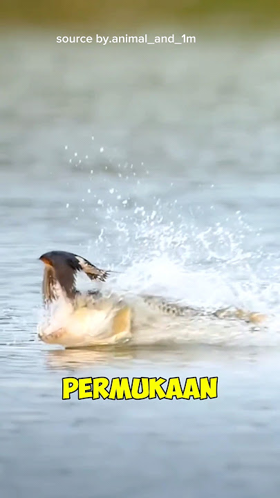 ikan pemangsa burung