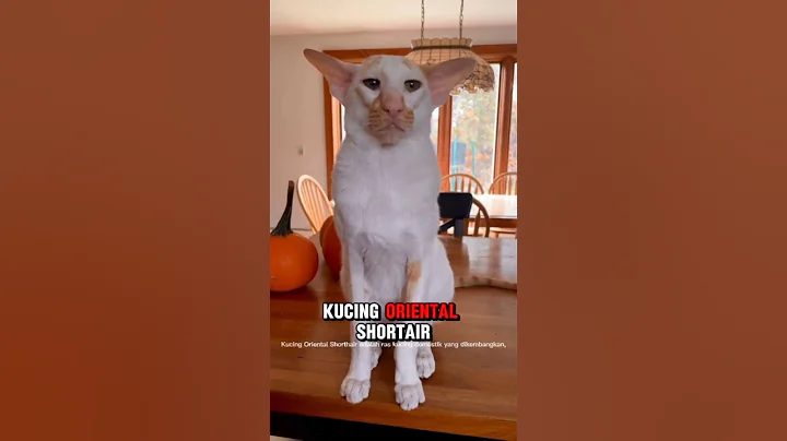 Video 5709431: kucing oriental shorthair, oriental shorthair cat, oriental catlovers, shorthair cat animals