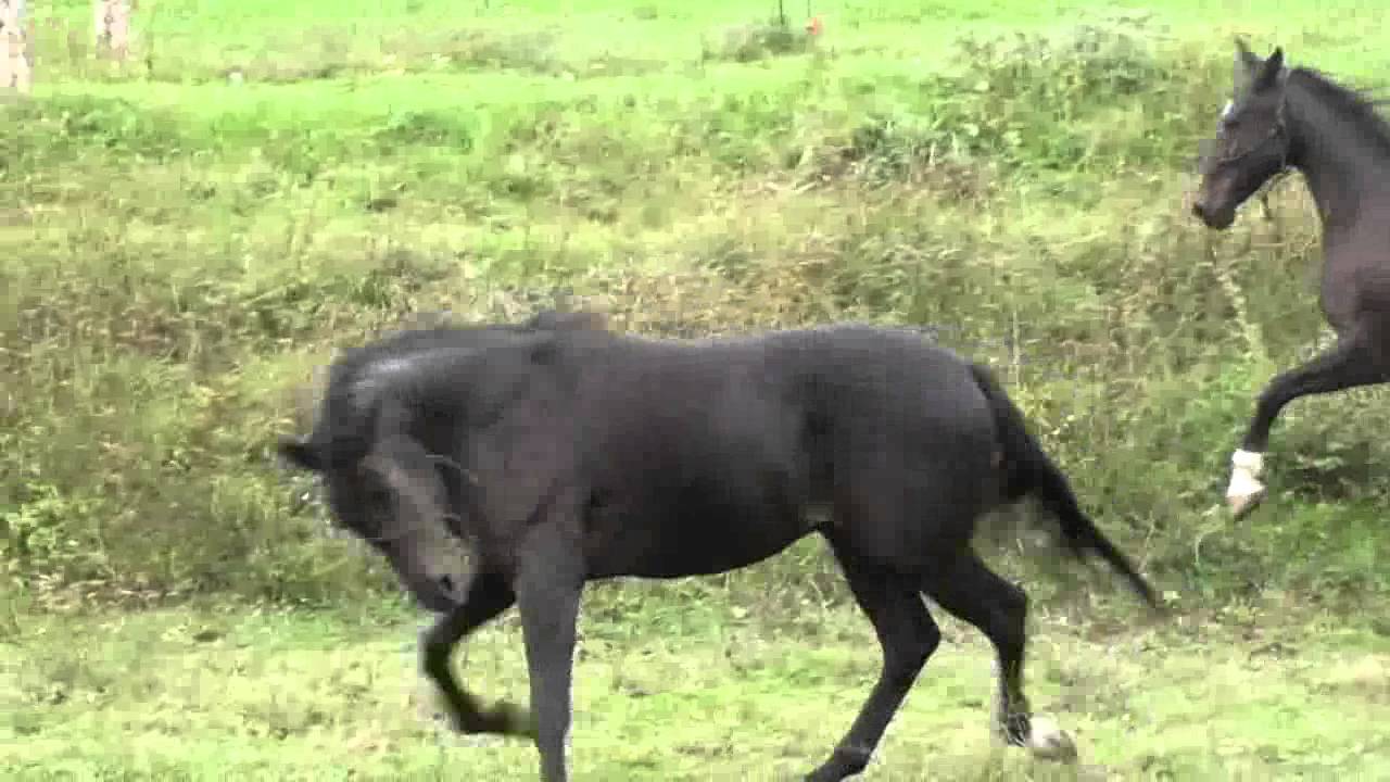 Horse running and bucking - YouTube