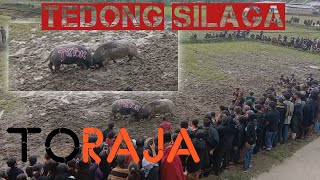 Tedong silaga 2021 || Adu kerbau adat Toraja