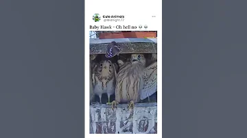 So Scary Owl Owls Birds Birdlovers Wildlife Animallife Animals Nature Birdsounds Bird 
