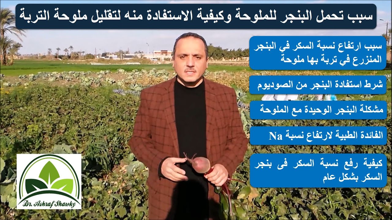 (115) سبب تحمل البنجر (الشمندر) للملوحة وكيفية الاستفادة منه في تقليل ملوحة التربة