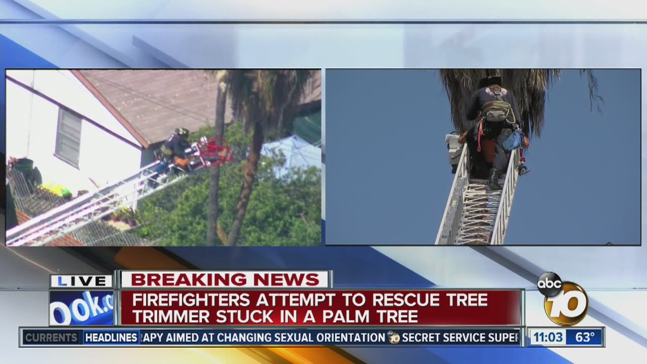 Firefighters rescue man from palm tree in Bay Park - YouTube