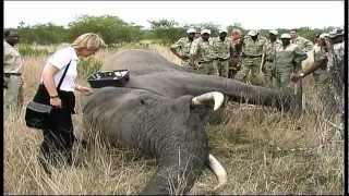 Elephant Capture  South Africa Travel Channel 24