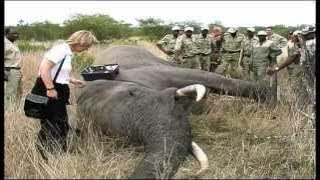 Elephant Capture - South Africa Travel Channel 24