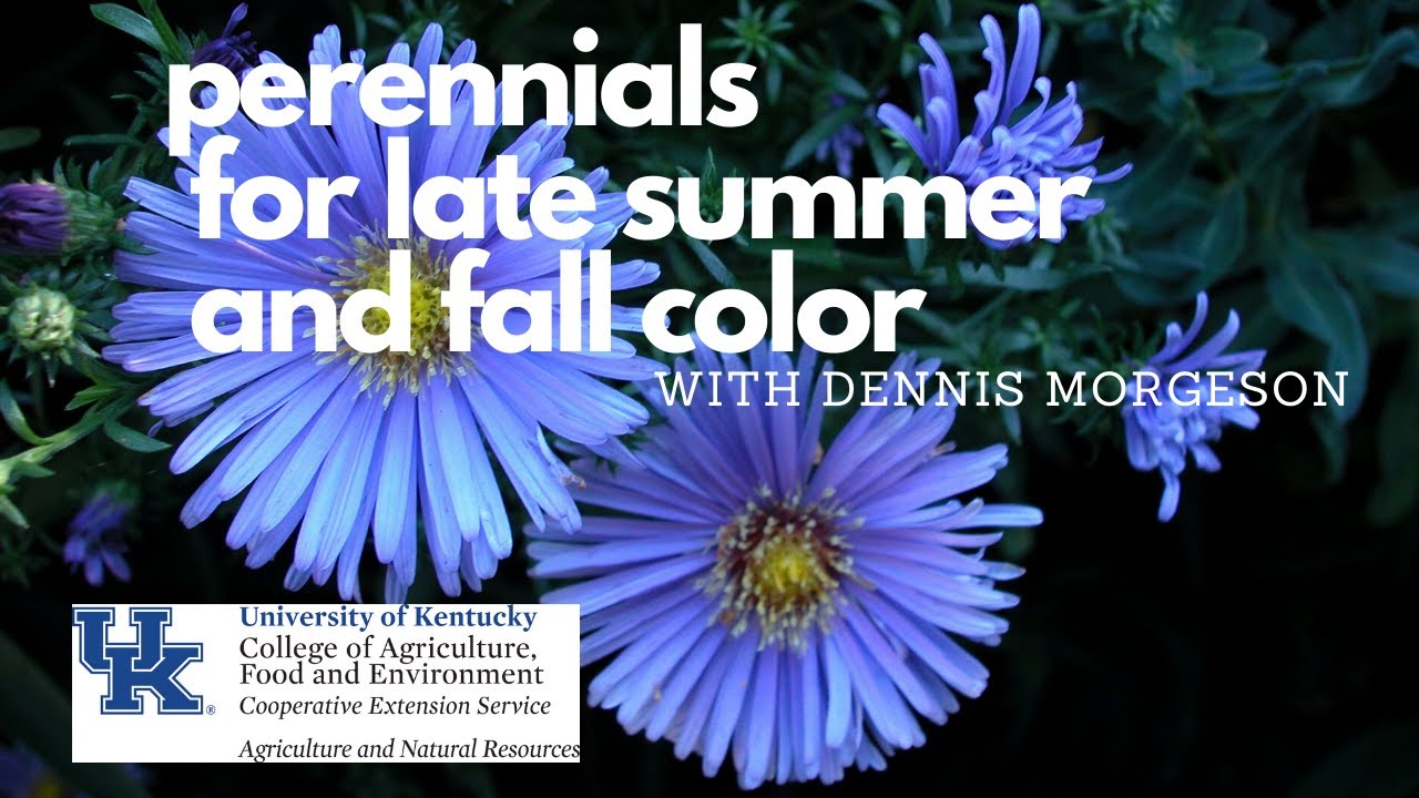 Perennials for Late Summer and Fall Color