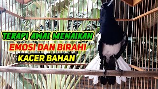 Terapi Awal Menaikan Emosi Dan Birahi Kacer Bahansupaya Selalu On Dan Bukor