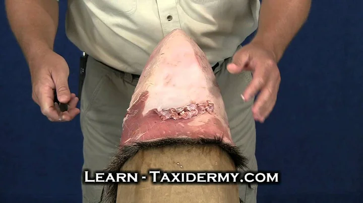 Taxidermy Classes - Caping, Fleshing, Tanning