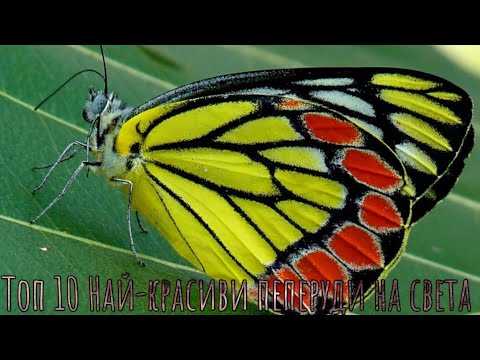 Видео: Най-красивите пеперуди в света