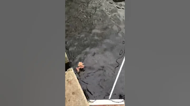Feeding trout at the Hatchery