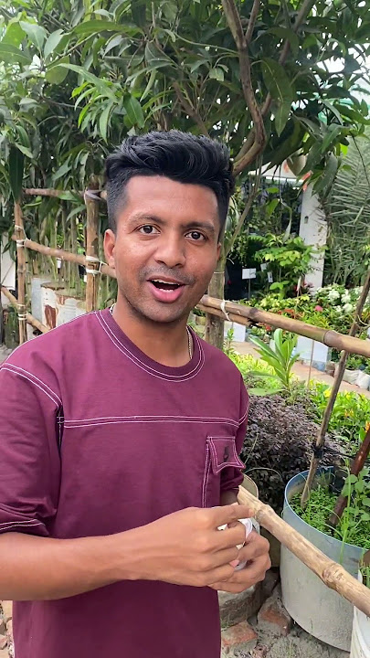 জীবনে প্রথম বার যখন লটকন গাছ দেখি 🤗 #safadjisan #dailyvlog #lifestyle #lotkon