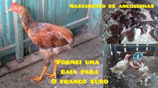 Formando Baia Para O Frango Suro Nascimento De Aninhas