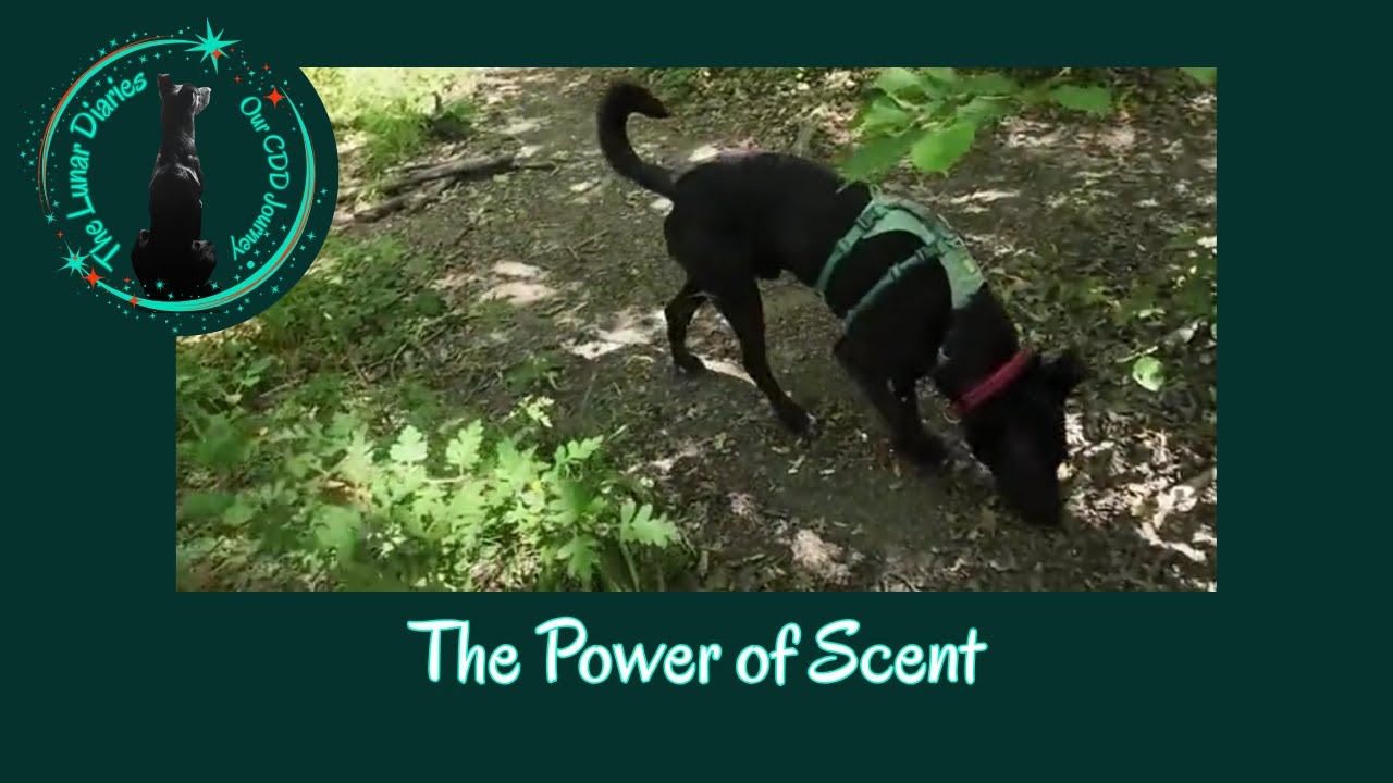 The Power of Scent - YouTube