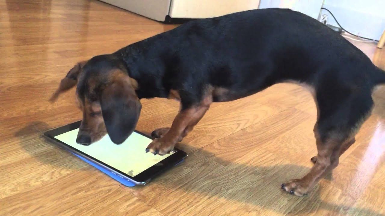 ひ 必死すぎるぜ Ipadの犬専用ゲームに夢中すぎるワンコ 画面を掘りまくる姿がたまらない Pouch ポーチ