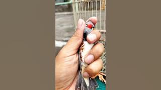 Cara membedakan burung zebra finch jantan dan betina