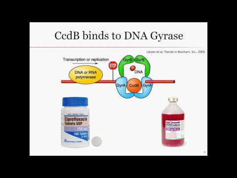 Video: De Toksiske Værger - Multiple Toksin-antitoxinsystemer Giver Stabilitet, Undgår Sletninger Og Opretholder Virulensgener Af Pseudomonas Syringae Virulensplasmider