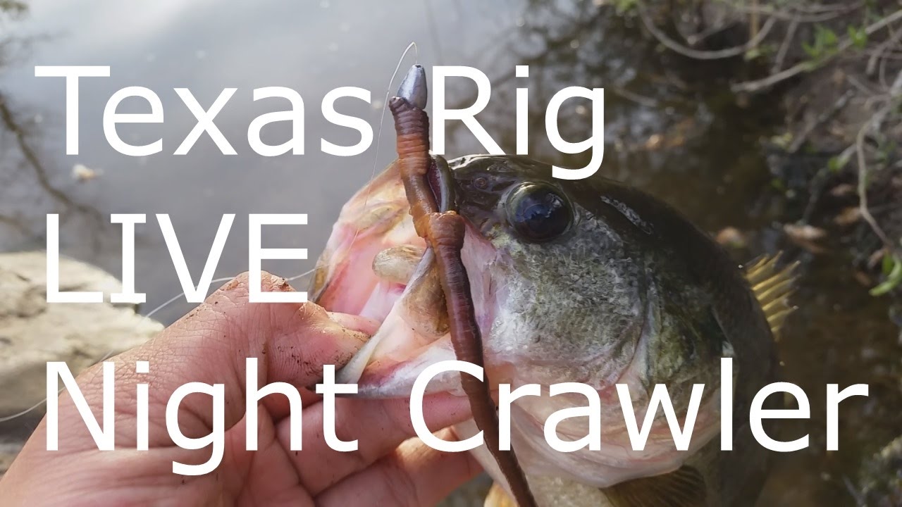 Texas Rig Live Night Crawlers - Bass Fishing 