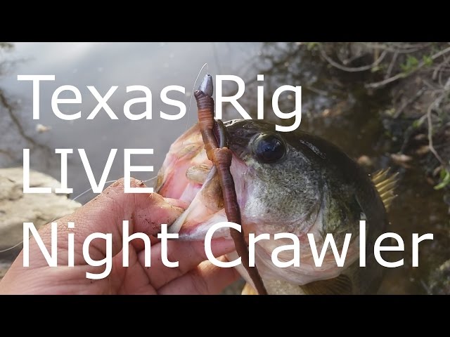 Texas Rig Live Night Crawlers - Bass Fishing 