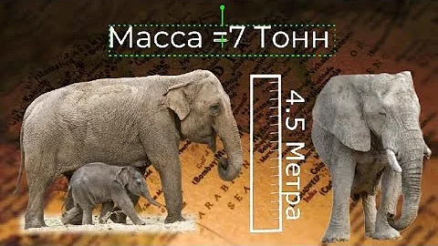 Интересные Факты о Слонах