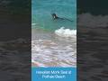 Monk Seal Polihale Beach | Rare Wildlife Kauai | Best Beaches for surfing in Kauai | Family friendly