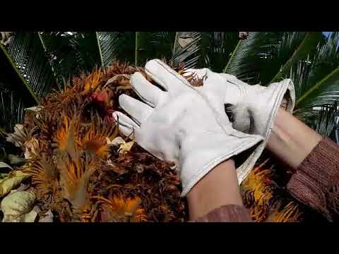 Βίντεο: Can You Split A Sago Palm - Πληροφορίες σχετικά με τη διαίρεση των παλάμων Sago