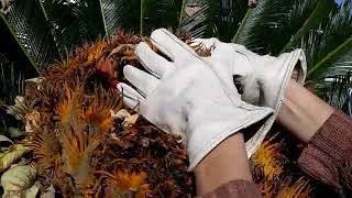 Queen Sago Palm Seed Harvest