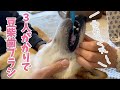 豆柴ふくに歯ブラシしてみたら・・・ #96