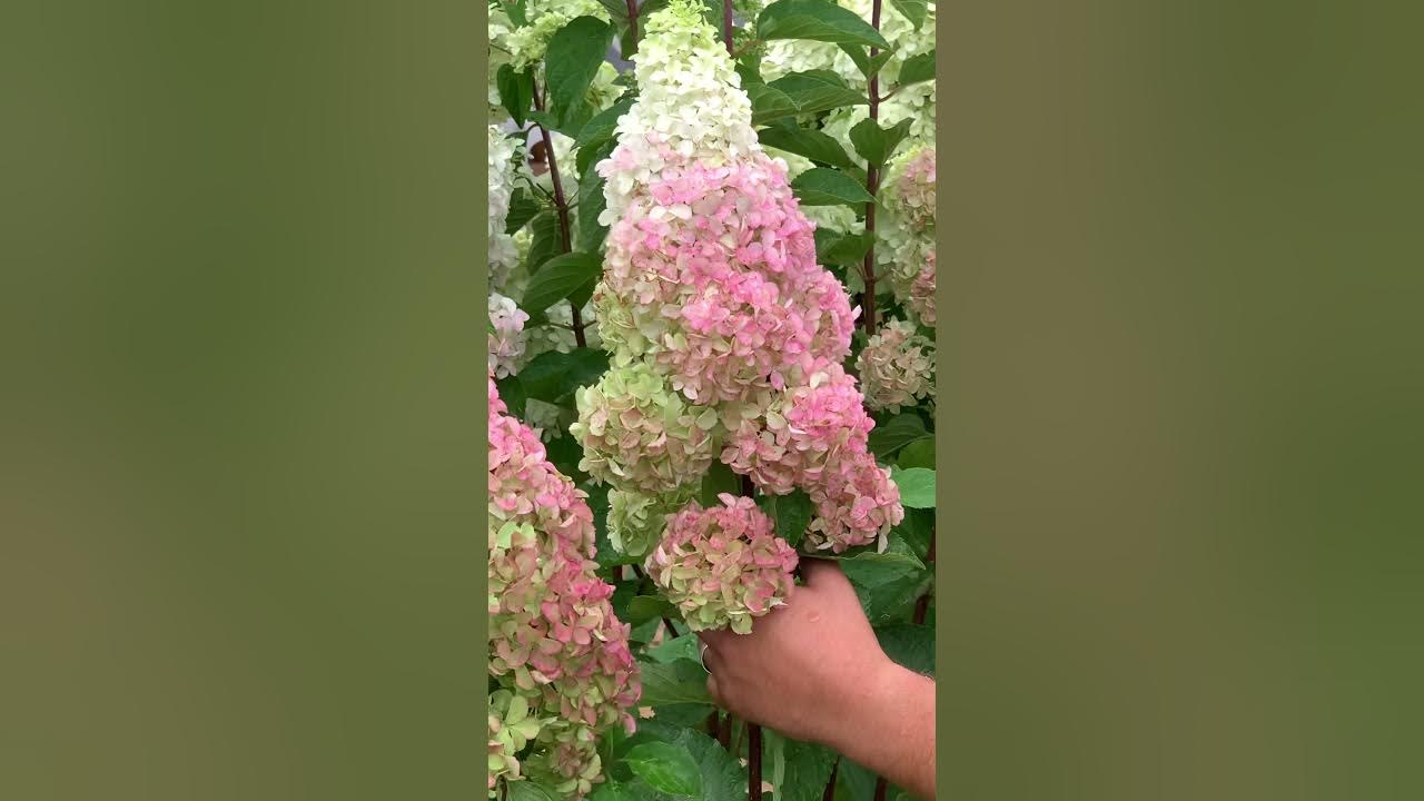 Самарский питомник гортензий веры глуховой. Питомник гортензий зеленая слобода. Питомник гортензий зеленая слобода. Зеленая слобода гортензии. Зеленая слобода гортензии.