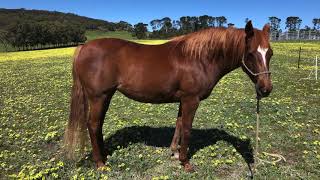 9yr Old AngloArab Mare by Real Life Horsemanship 1,403 views 3 years ago 5 minutes, 12 seconds