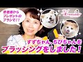 【すずちゃん】患者さまにワンコ用のブラシをいただきました!【ちびちゃん】