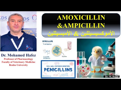 الأموكسيسيللين الأمبسيللين في الدواجن  