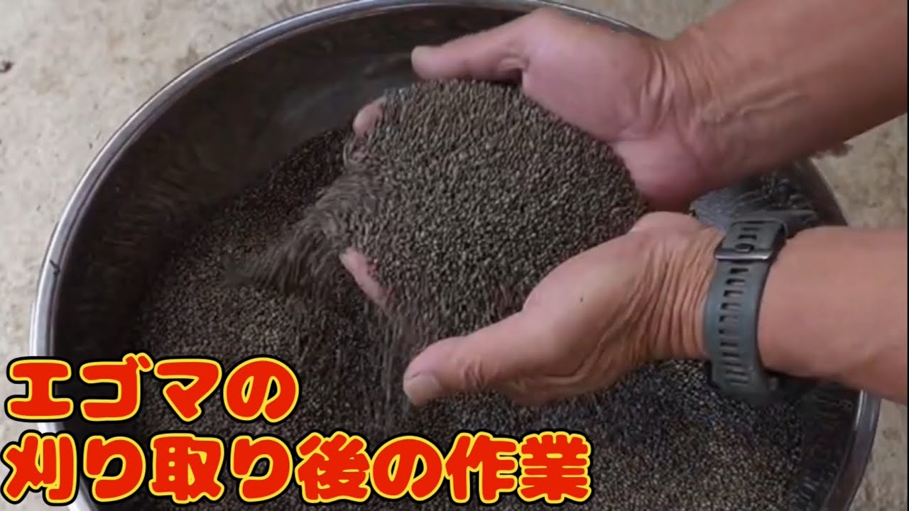 エゴマは刈り取り後の作業が面倒です　脱粒・洗浄・乾燥まで一通りご覧ください