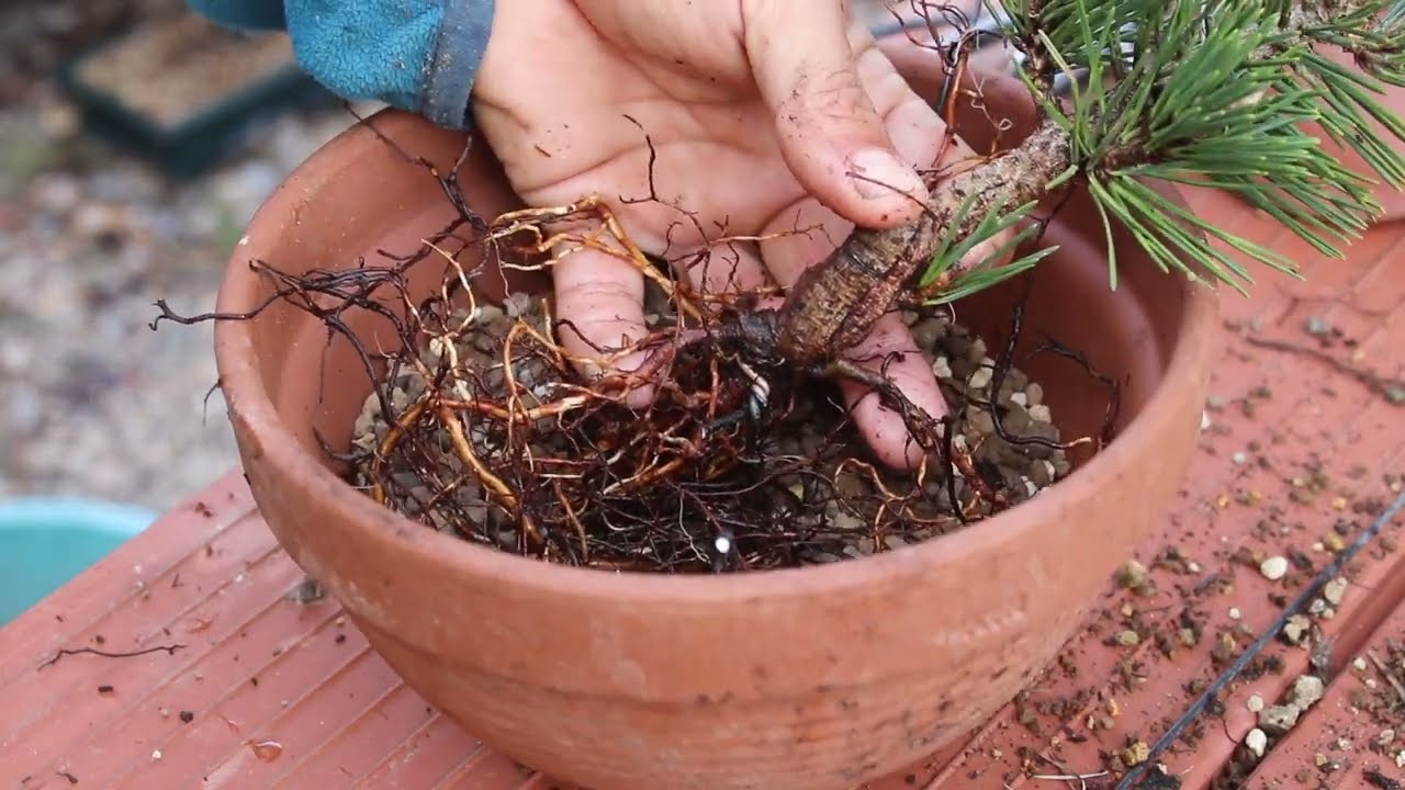 Tips para el primer trasplante de un pino bonsai