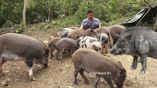 Grazing pigs, Harvesting peanuts. Robert | Green forest life