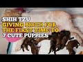 SHIH TZU GIVING BIRTH TO 7 PUPPIES | GIVING BIRTH FOR THE FIRST TIME | VLOG #73
