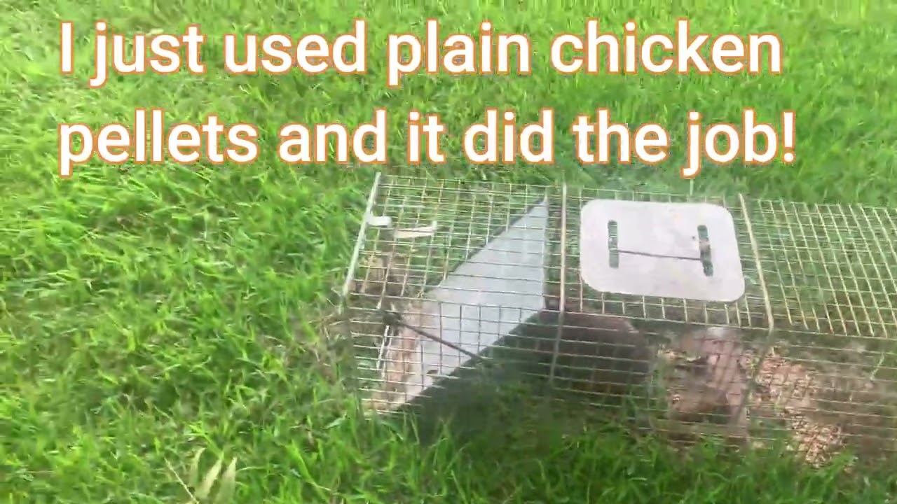 Trapping Rabbits YouTube