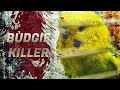 CAN BUDGIES KILL EACH OTHER?