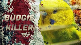 CAN BUDGIES KILL EACH OTHER?