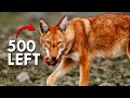 Ethiopian wolves are the rarest wolves in the world