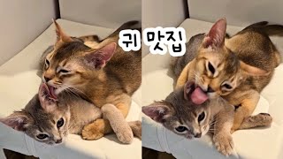 고양이 귀👂 맛집 | 합사 시켜놨더니 귀를 씹는 고양이 | 귀마카세