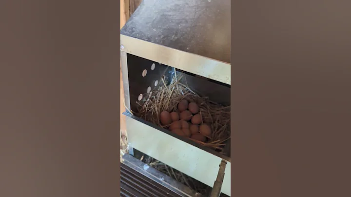 How can I get my chickens to go broody?  #homestead #chickens