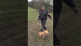 Results of a muddy dog walk 🤣 (🎥: ViralHog)