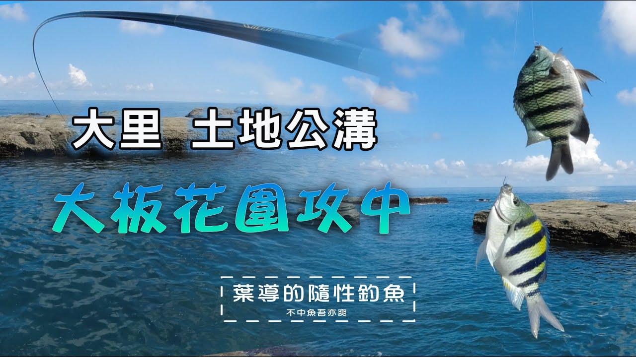 大里土地公溝/大板花圍攻中/釣竿一直凹好滿足