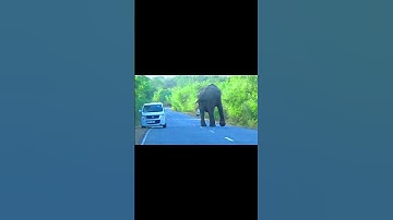 Wild Elephant Try To Attack Car On The Road OMG #short #shortvideo #elephant #elephantattack