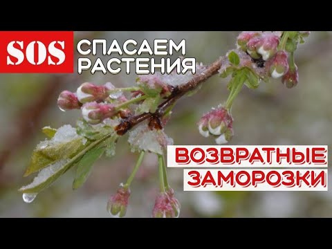 Возвратные весенние заморозки.Что делать? Спасаем растения от возвратных заморозков.