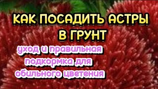 Посадка рассады астры в грунт. Уход и подкормка.