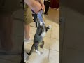Greed Cat Won T Let Go Off My Snack Greed Cat Won T Let Go Off My Snack