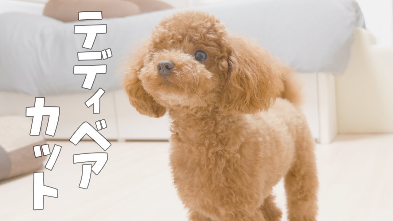 3ヶ月半ぶりのトリミングでテディベアカットになった犬が可愛すぎる トイプードル Youtube