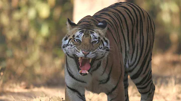 Man Eating Tigers of Sundarbans - Full Film