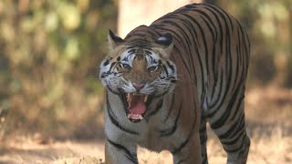 Man Eating Tigers of Sundarbans  Full Film